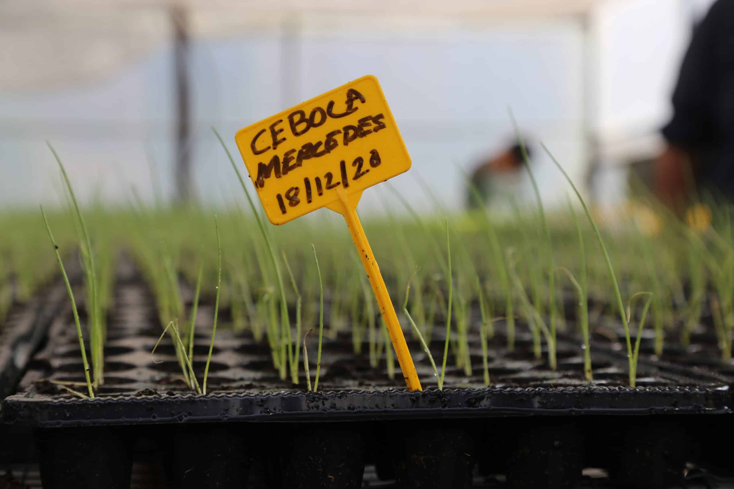 ingredientes catering